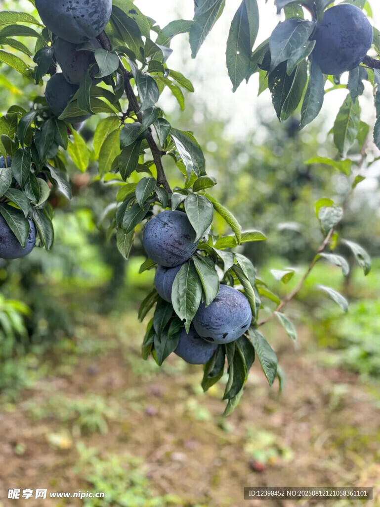 李子
