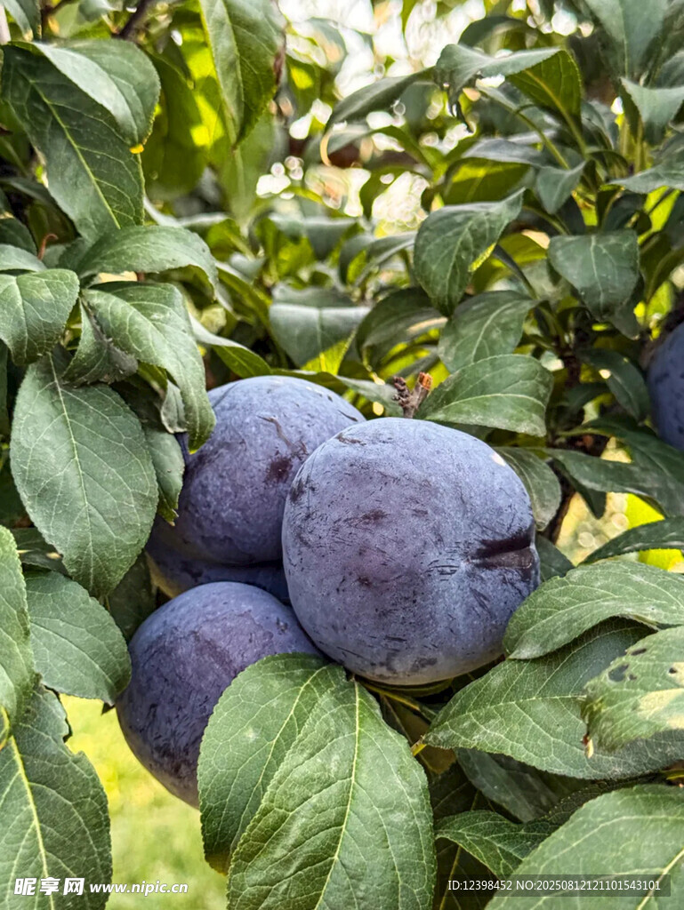 黑布李
