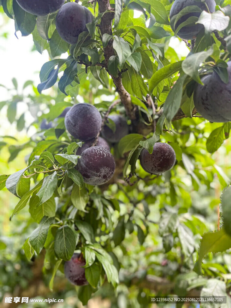 黑布李
