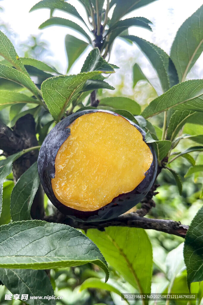 黑布李