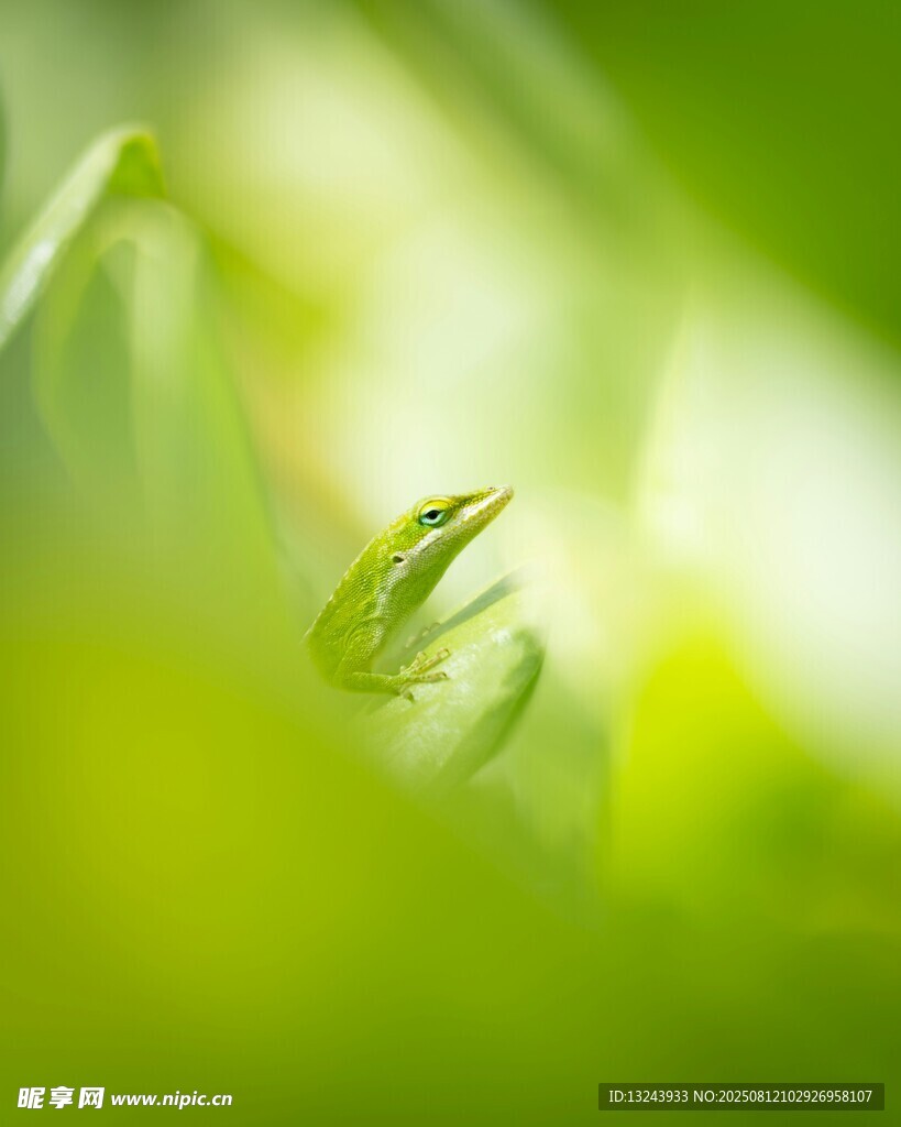 嫩绿新芽展现生命活力的蜥蜴 