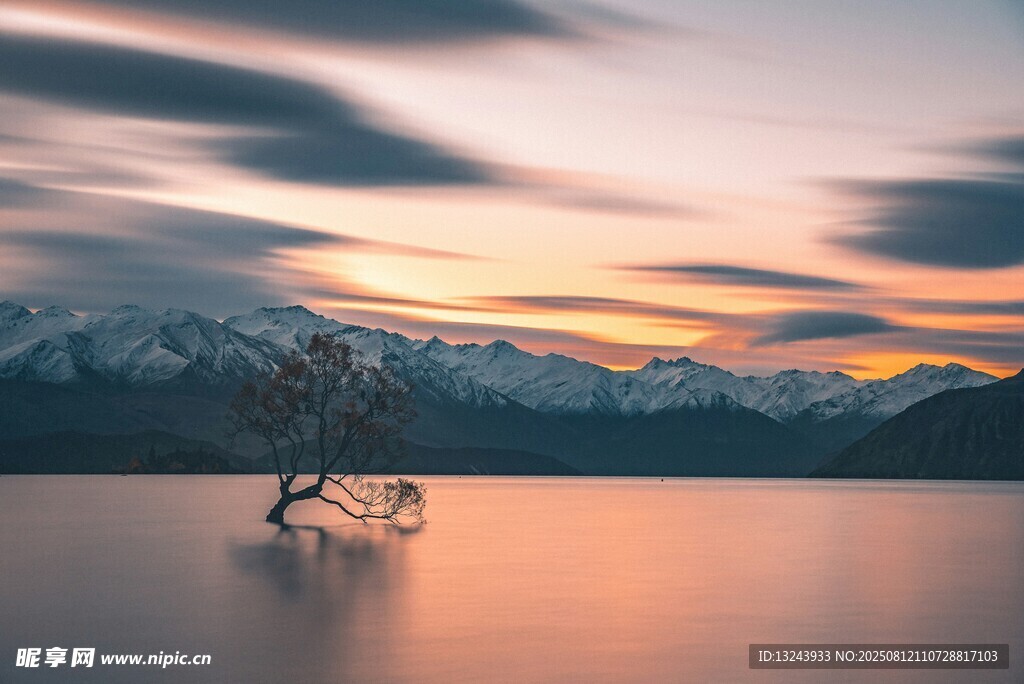湖畔夕阳下的独立的树木