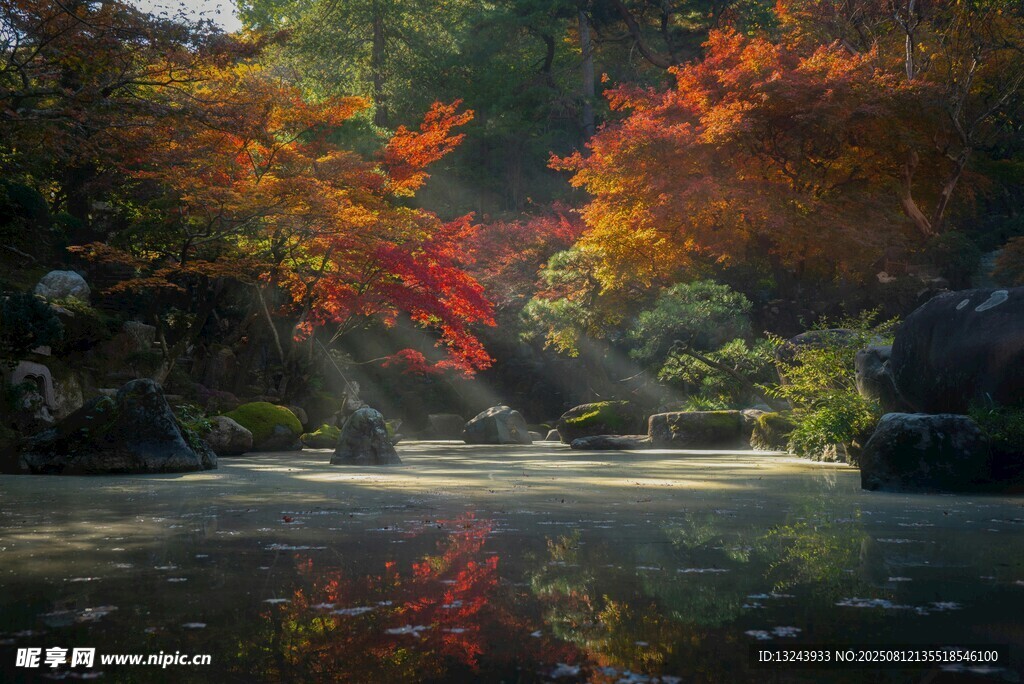 秋日溪边绚烂红叶美景
