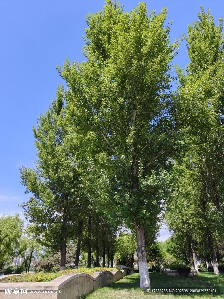 夏日林荫道