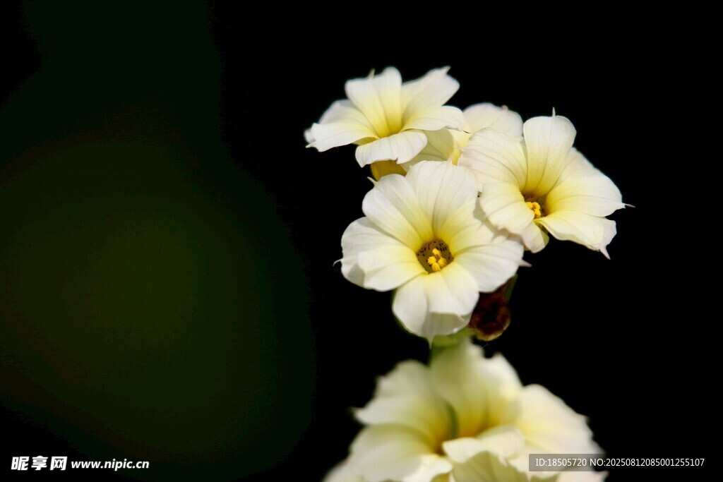 白色小花特写