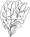 手绘菠菜线条图