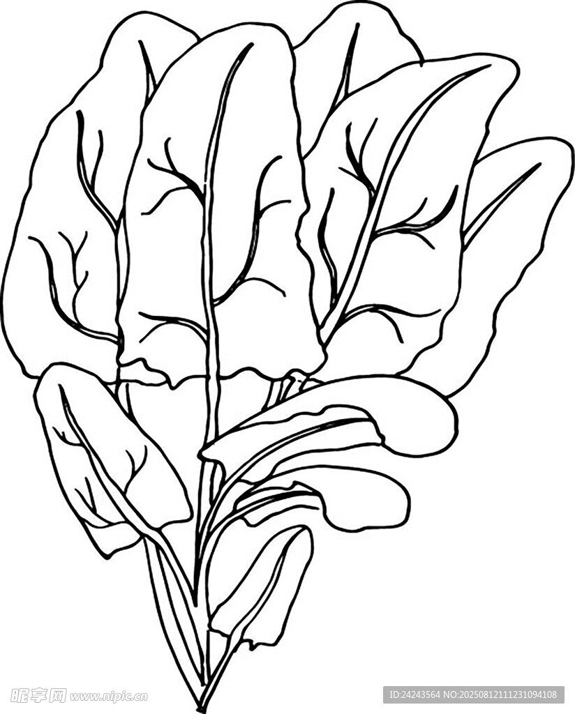 手绘菠菜线条图