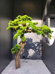 室内盆景展示