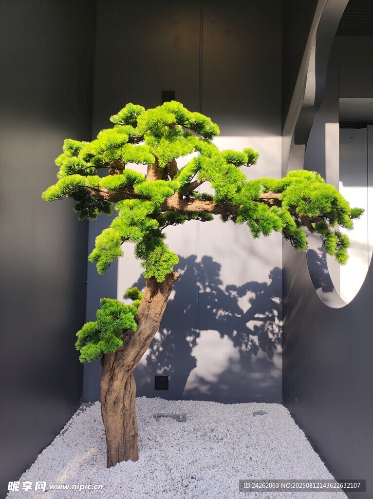 室内盆景展示