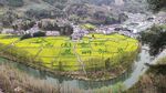 汉中油菜花