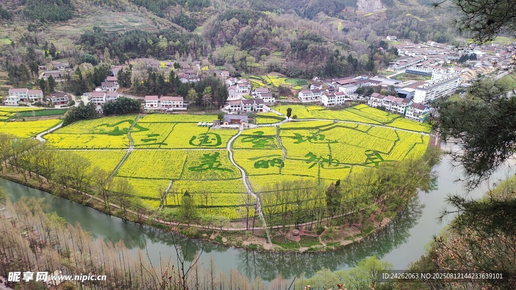 汉中油菜花