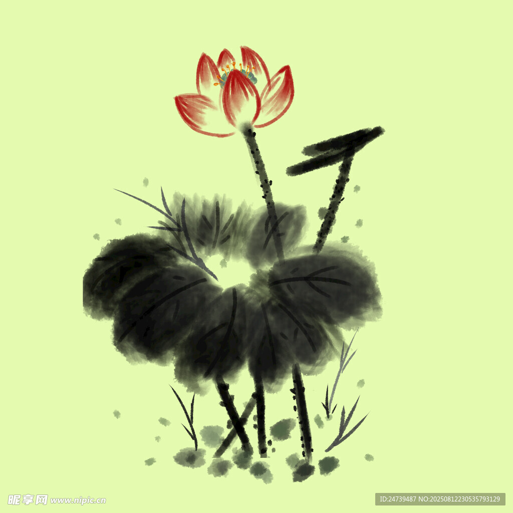 荷花
