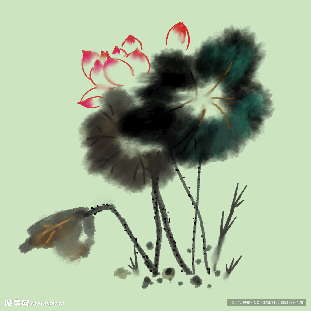 荷花