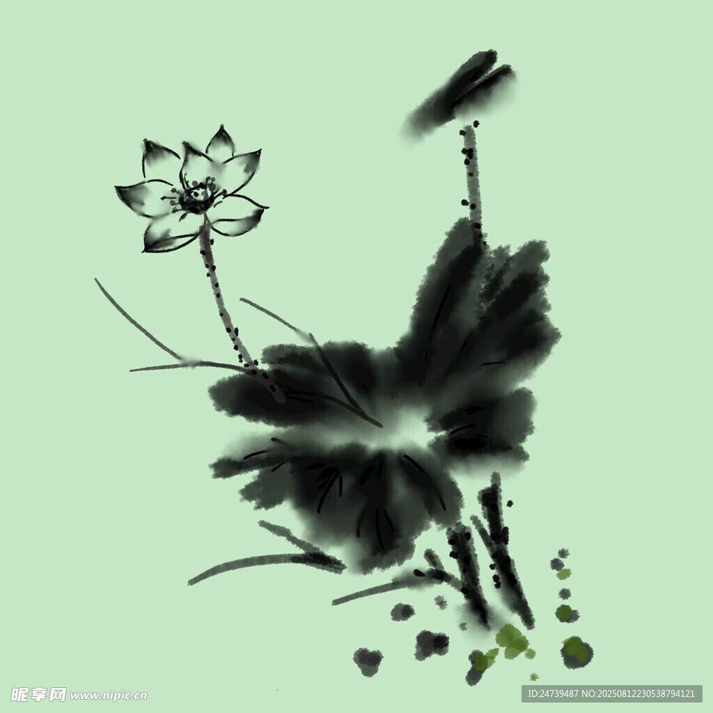 荷花