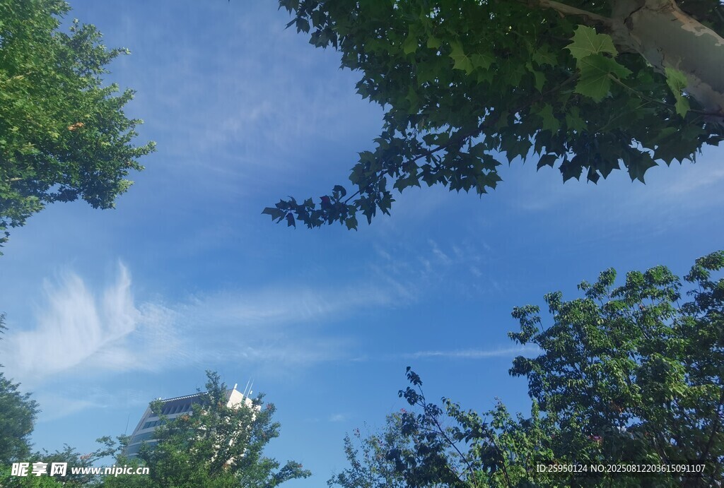 仰望蓝天绿树美景