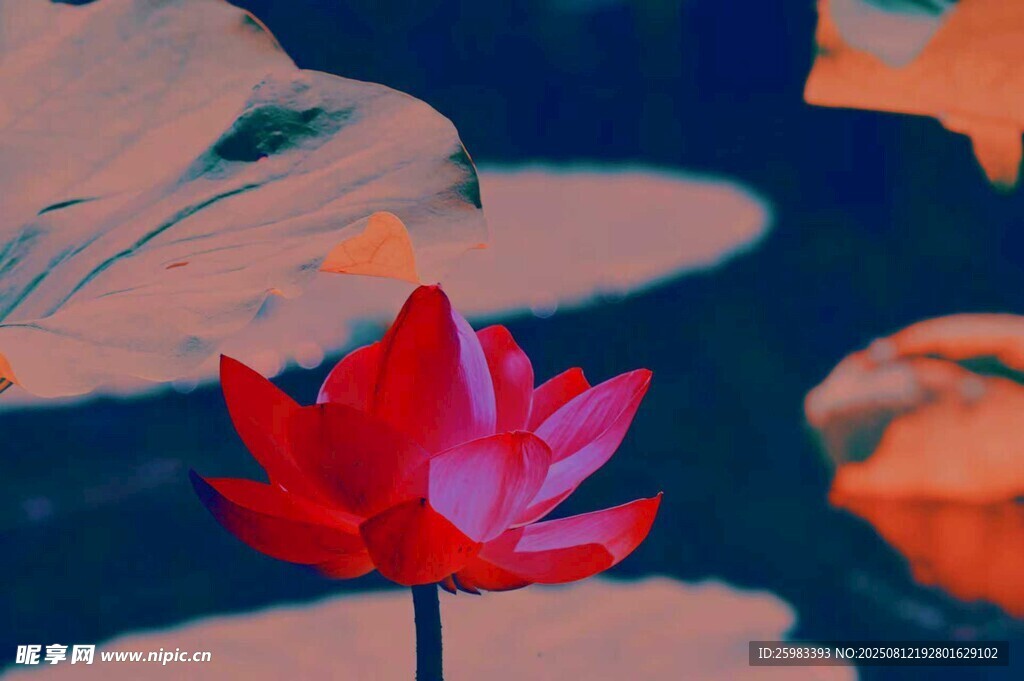 莲花