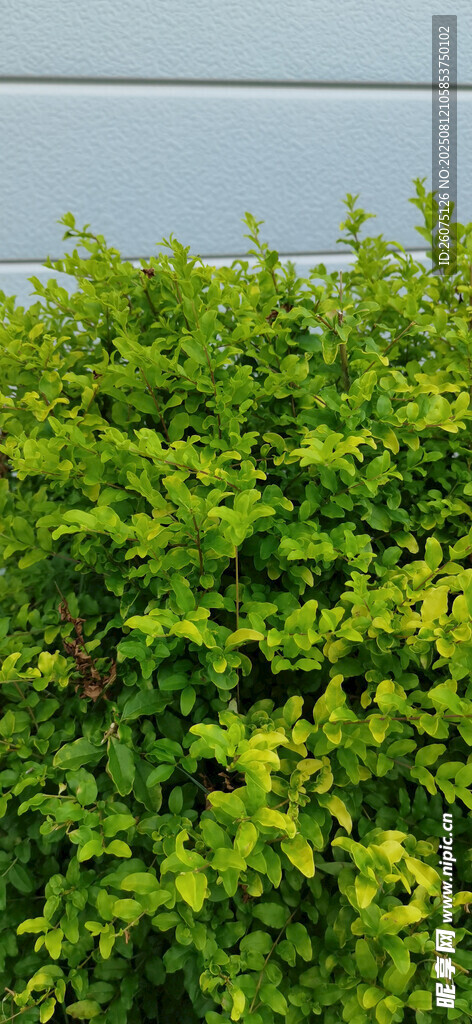 翠绿繁茂的灌木绿植景观