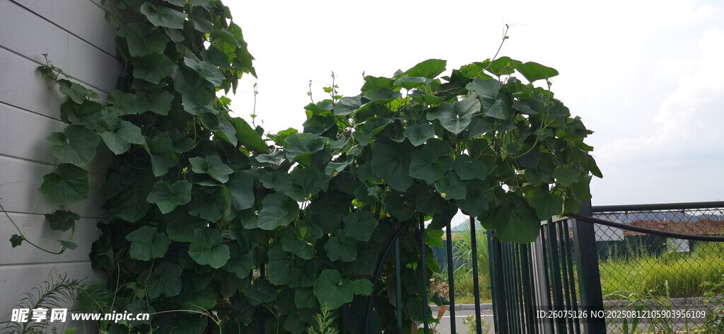 藤蔓缠绕围栏的绿意景致