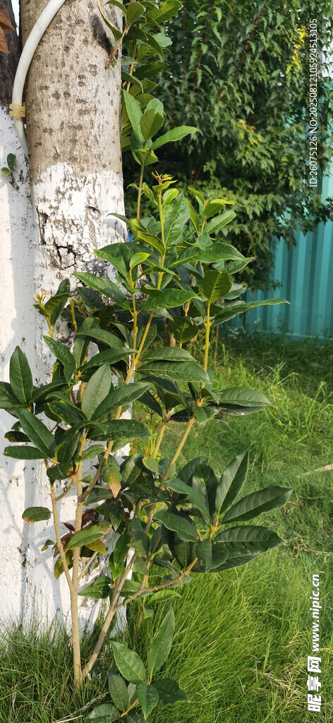 树干旁绿叶繁茂的新枝景观