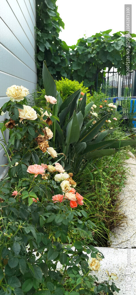 花园中的多彩花卉景观