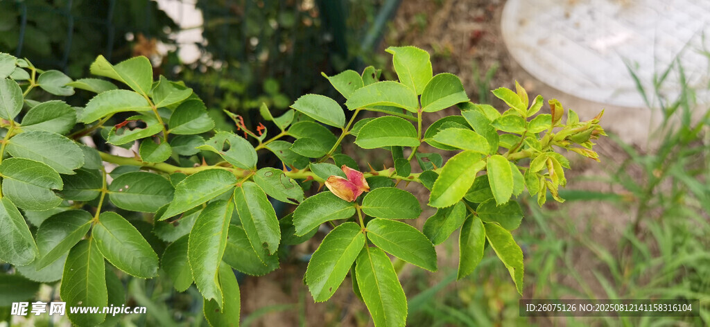 繁茂的月季枝叶