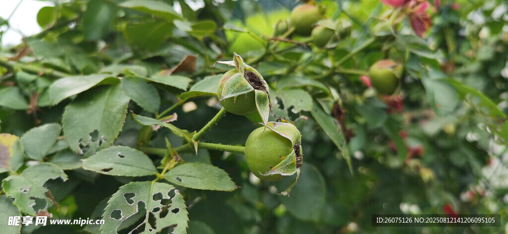 月季花果实繁茂枝叶