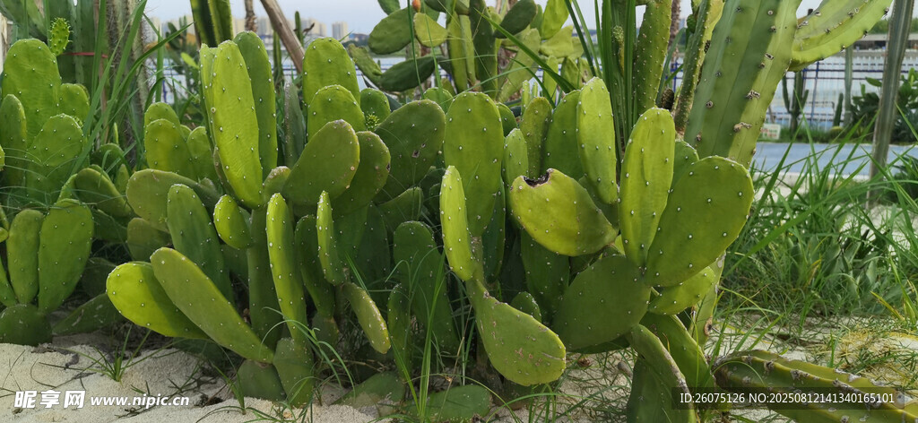 沙滩上翠绿仙人掌植物景观