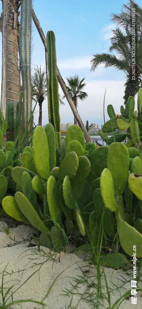 户外沙滩上翠绿仙人掌植物景观