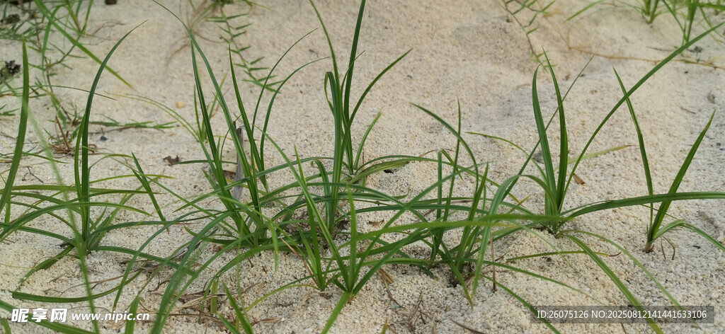 沙地上生长的嫩绿小草