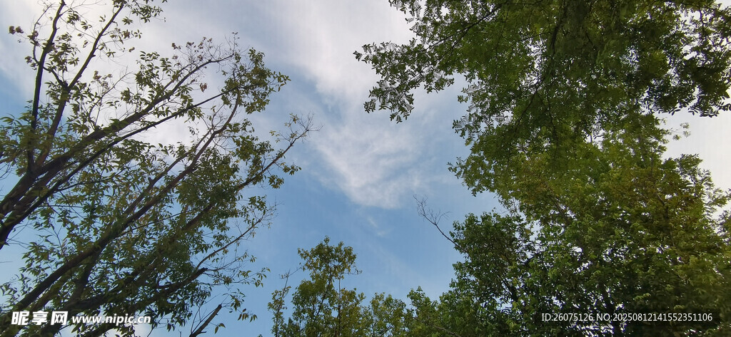 仰视绿树蓝天美景