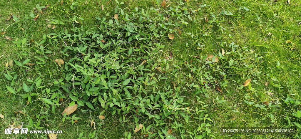 嫩绿草地中的繁茂植物