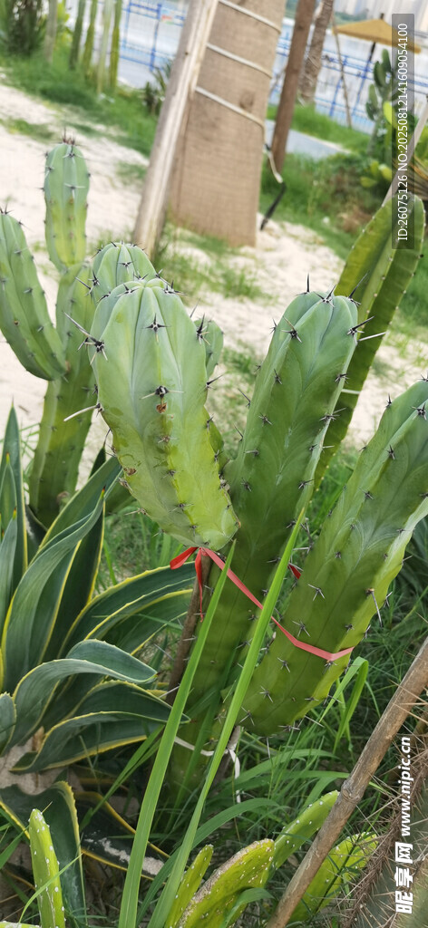 户外热带绿植景观