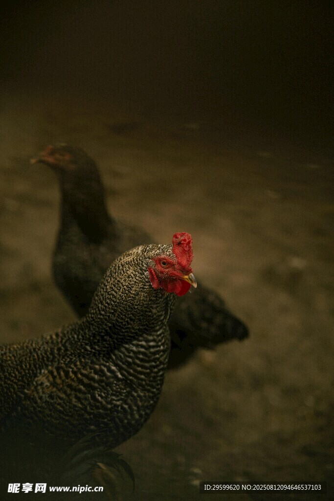 两只鸡在地面活动