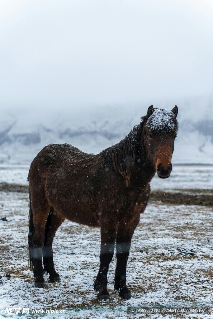 雪地中的骏马