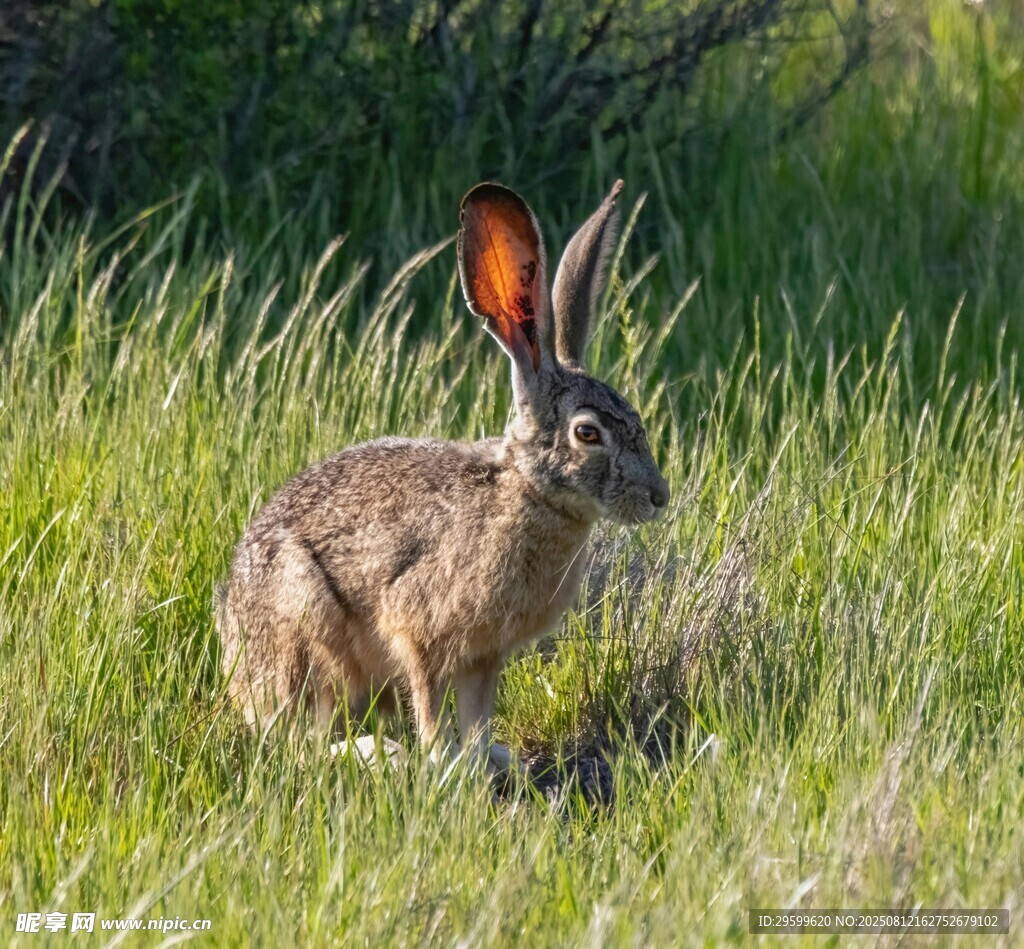 草地上的大耳野兔