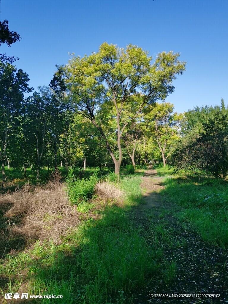 林间草地风光