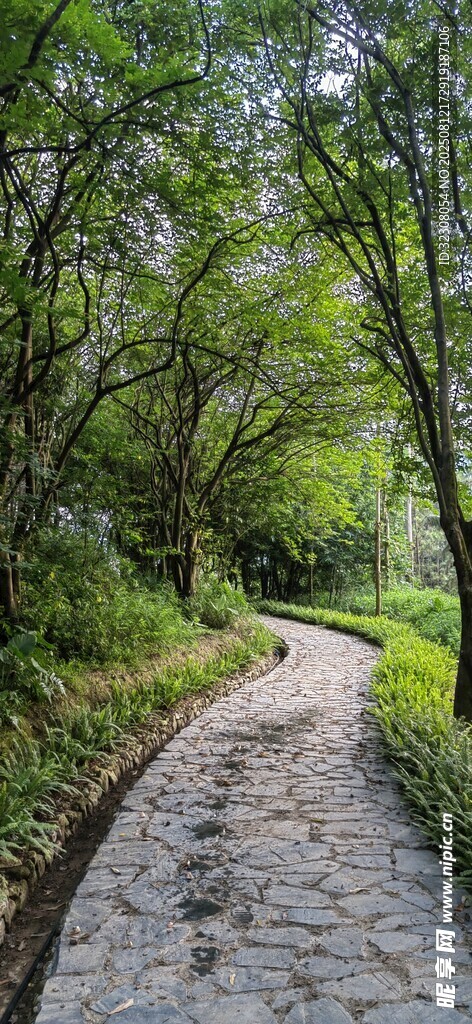 林间蜿蜒小路