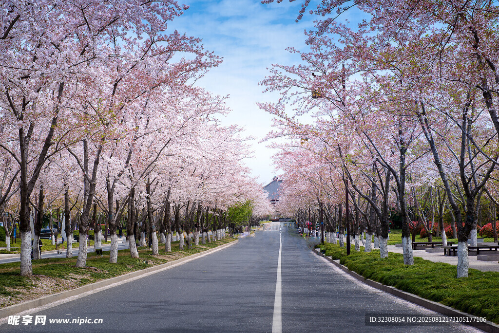 春日樱花路