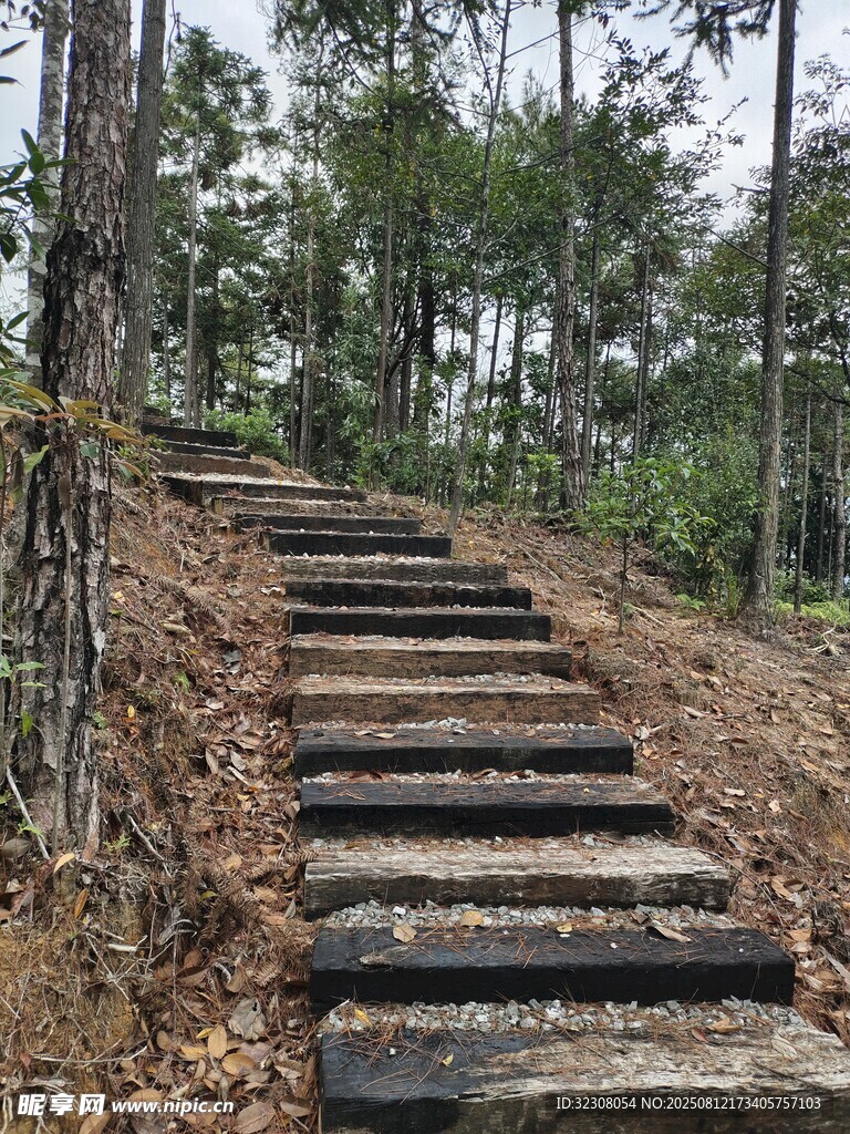 林间石阶小径