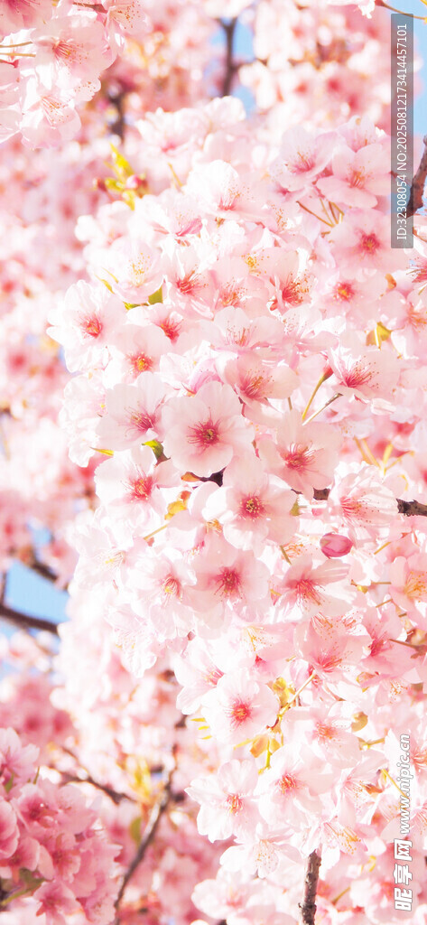 烂漫樱花绽放
