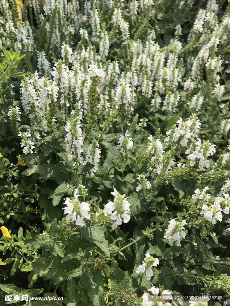白色繁花植物景观