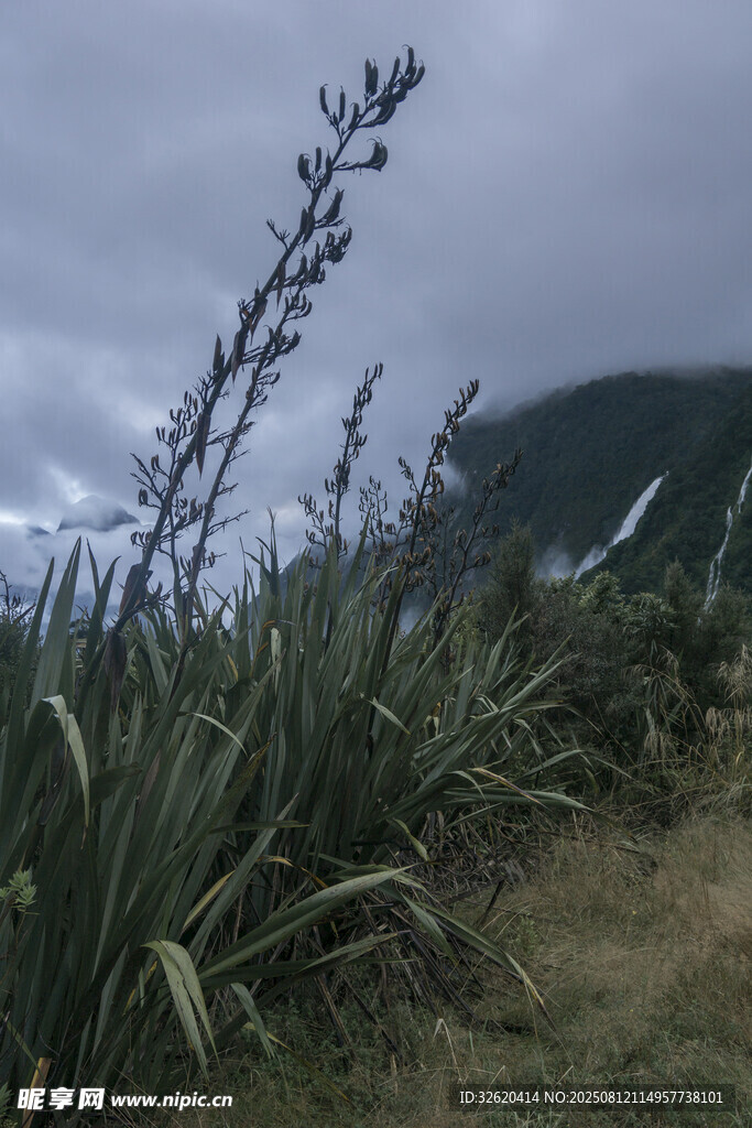 山间龙舌兰植物景观