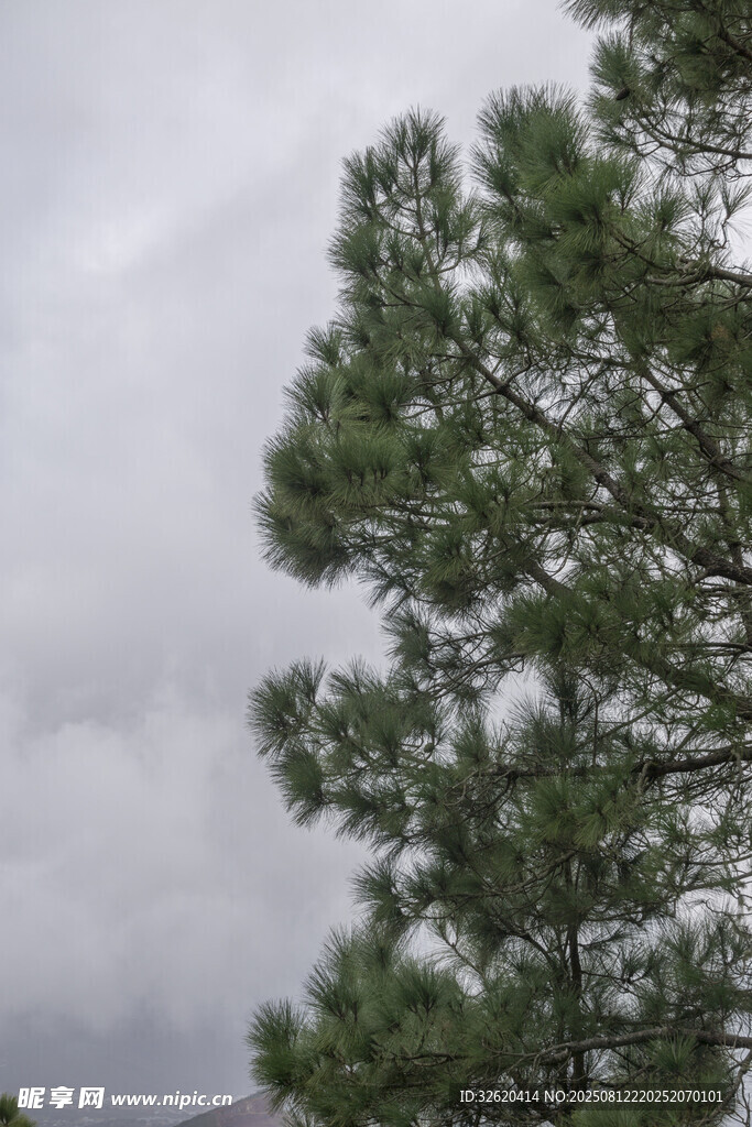 阴天中的挺拔松树