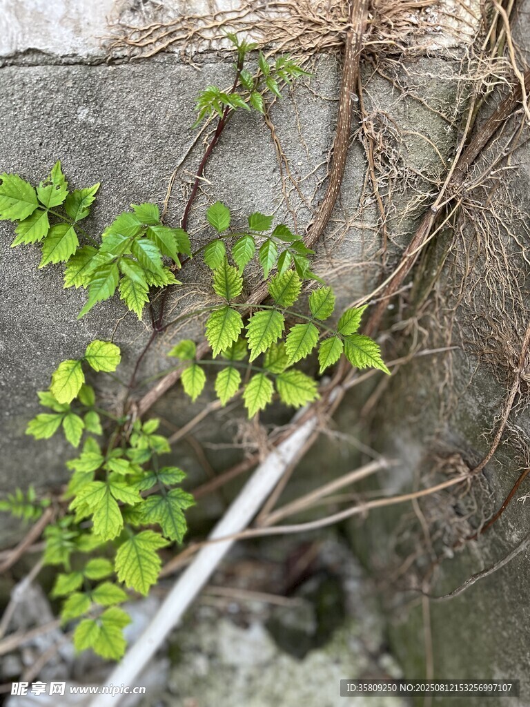 石缝中生长的翠绿藤蔓