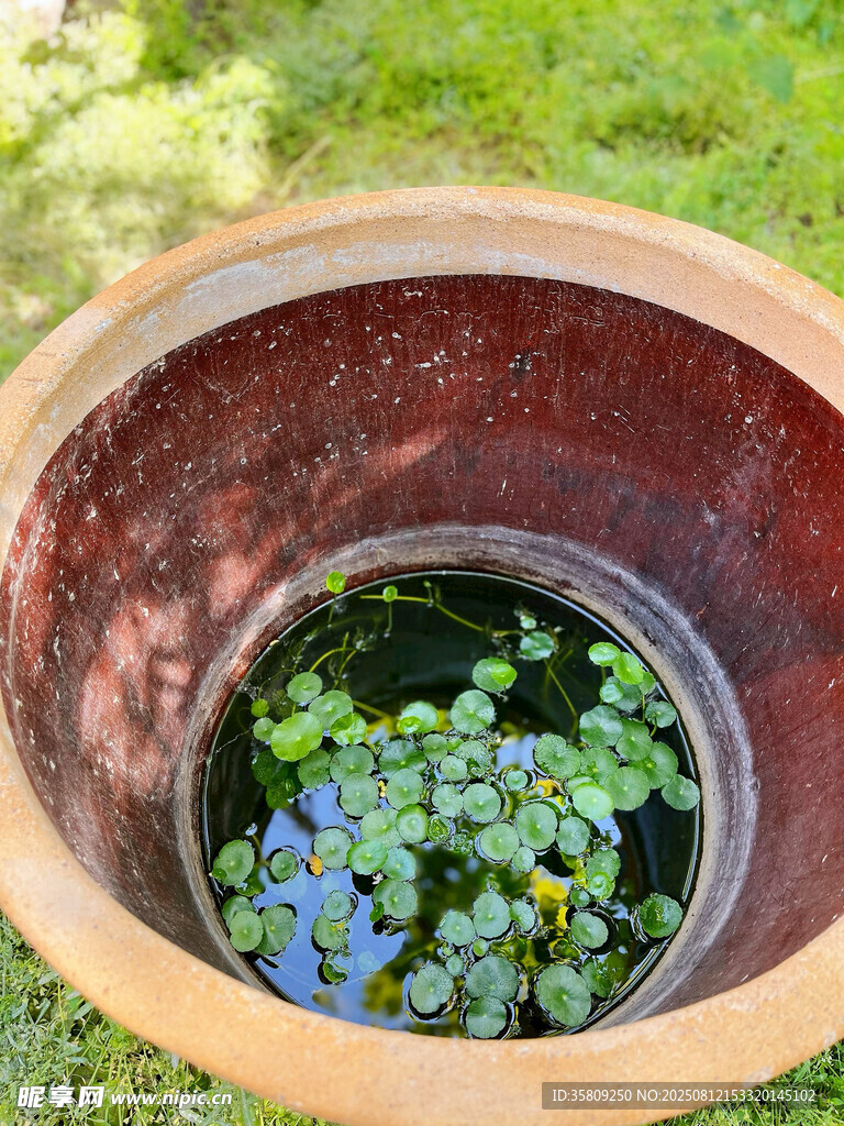 水缸中的绿植景观