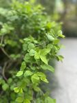 清新嫩绿的植株