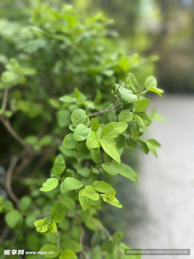 清新嫩绿的植株