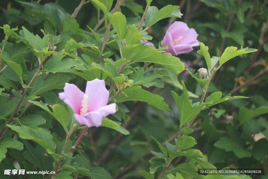 木槿