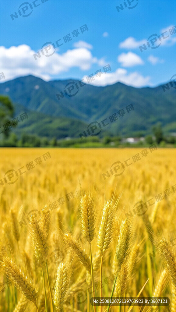 处暑 季节 场景