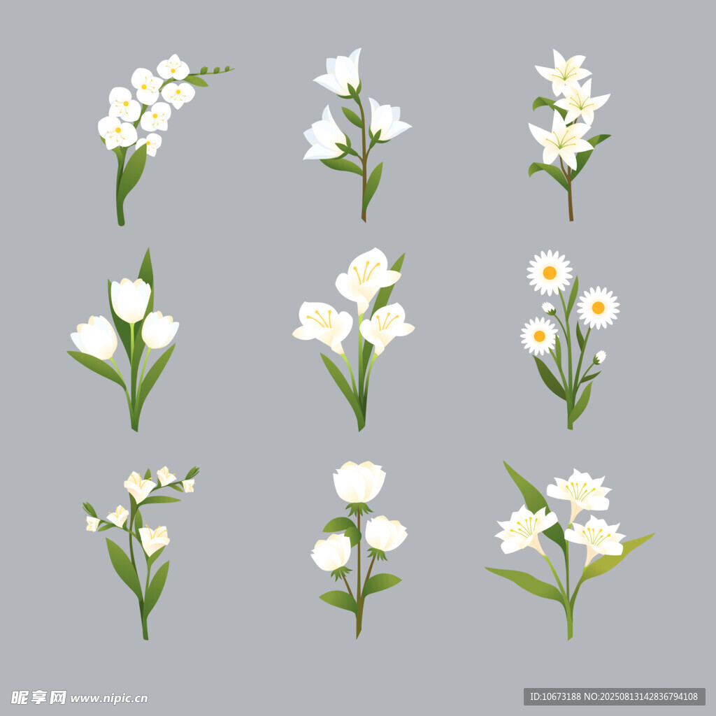 白色花卉插画集合